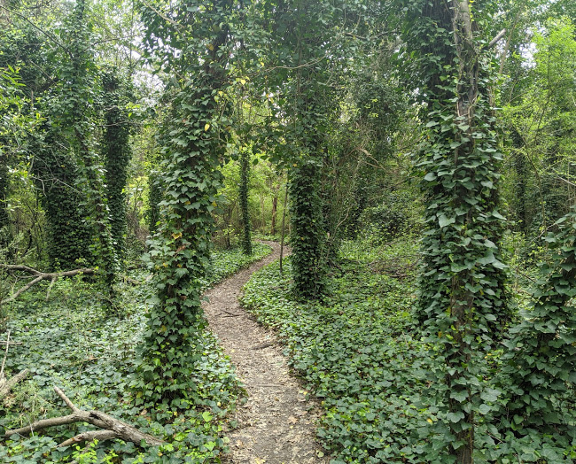 Oak Cliff Nature Preserve – Dallas Running Trails